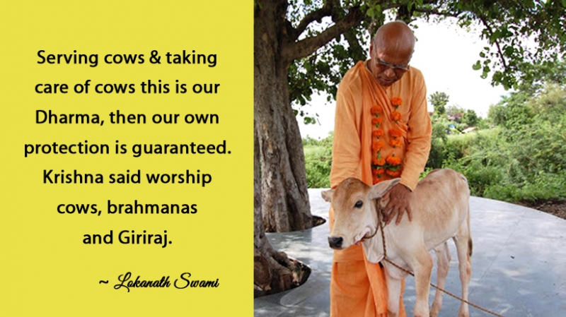 Serving Cows – Lokanath Swami Quotes, Lokanath Swami, Holiness Lokanath